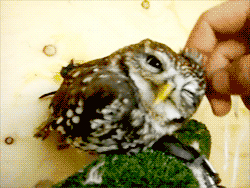 Milu 出会える つながる 楽しめる 毎日が楽しくなる3dコミュニティゲームmiluへようこそ